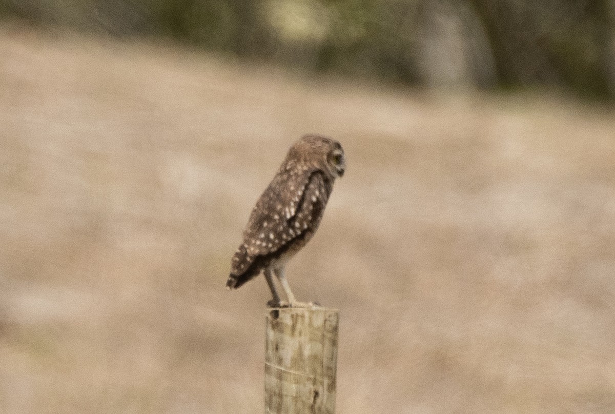 Burrowing Owl (grallaria) - ML628662881