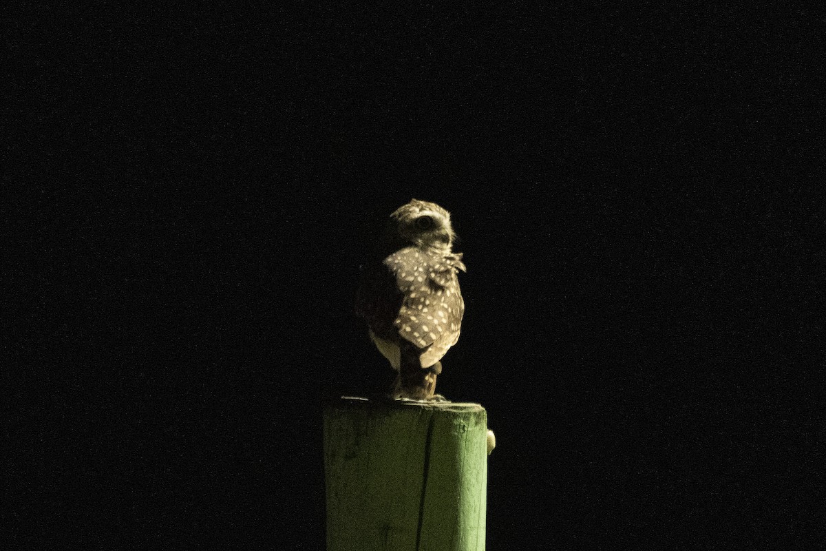 Burrowing Owl (grallaria) - ML628662882