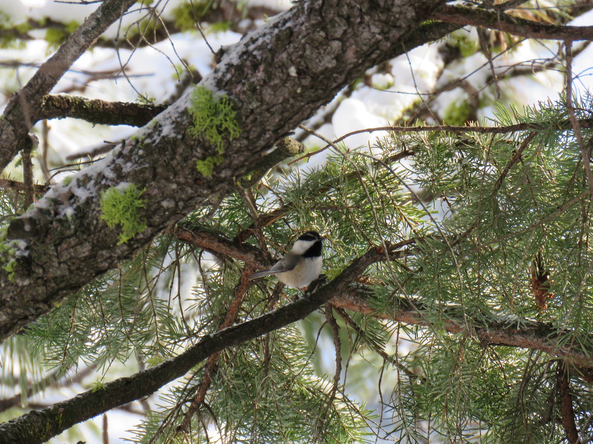 Black-capped x Mountain Chickadee (hybrid) - ML628662889