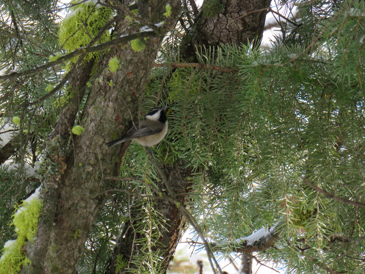 Black-capped x Mountain Chickadee (hybrid) - ML628662890