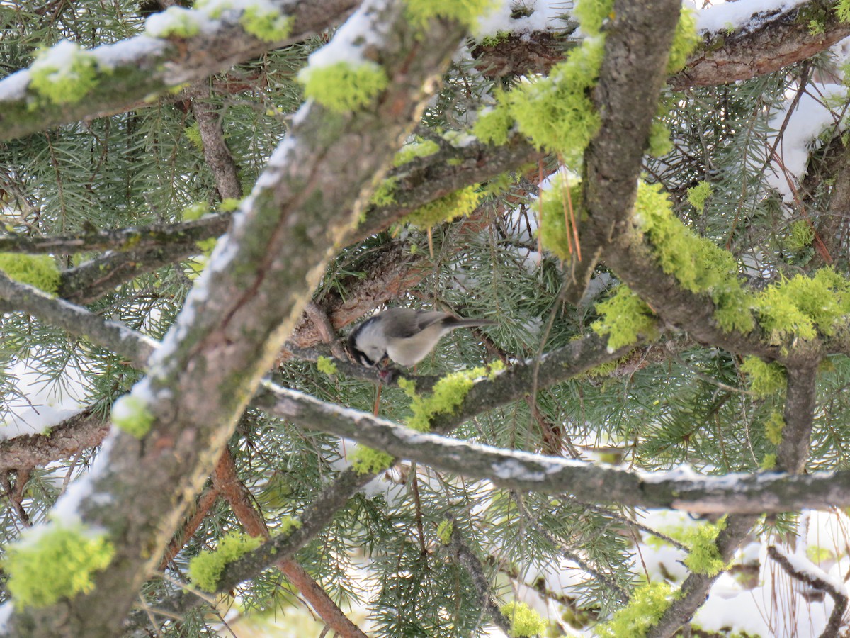 Mountain Chickadee - ML628662909