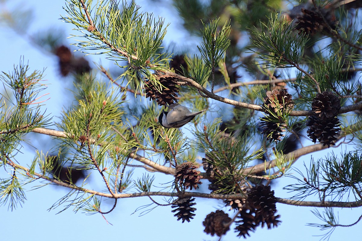 Carolina Chickadee - ML628662917