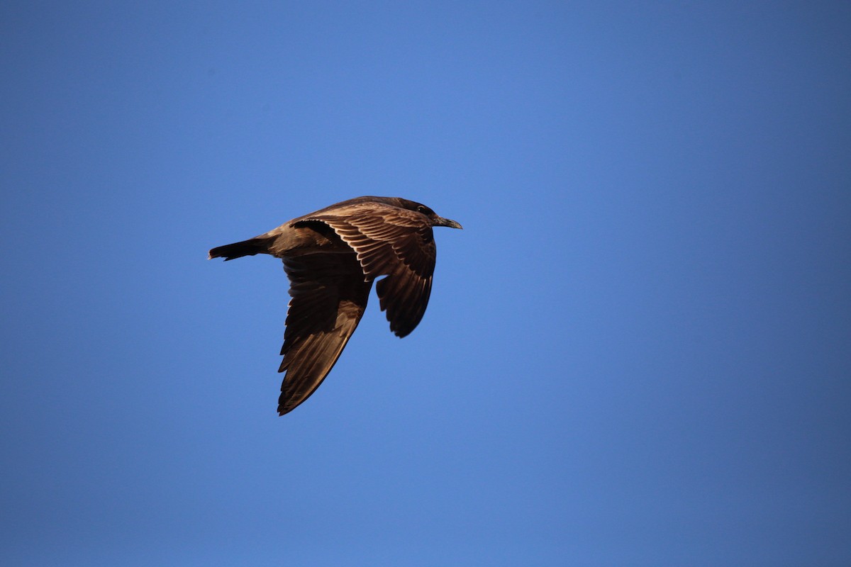 Gray Gull - ML628662933