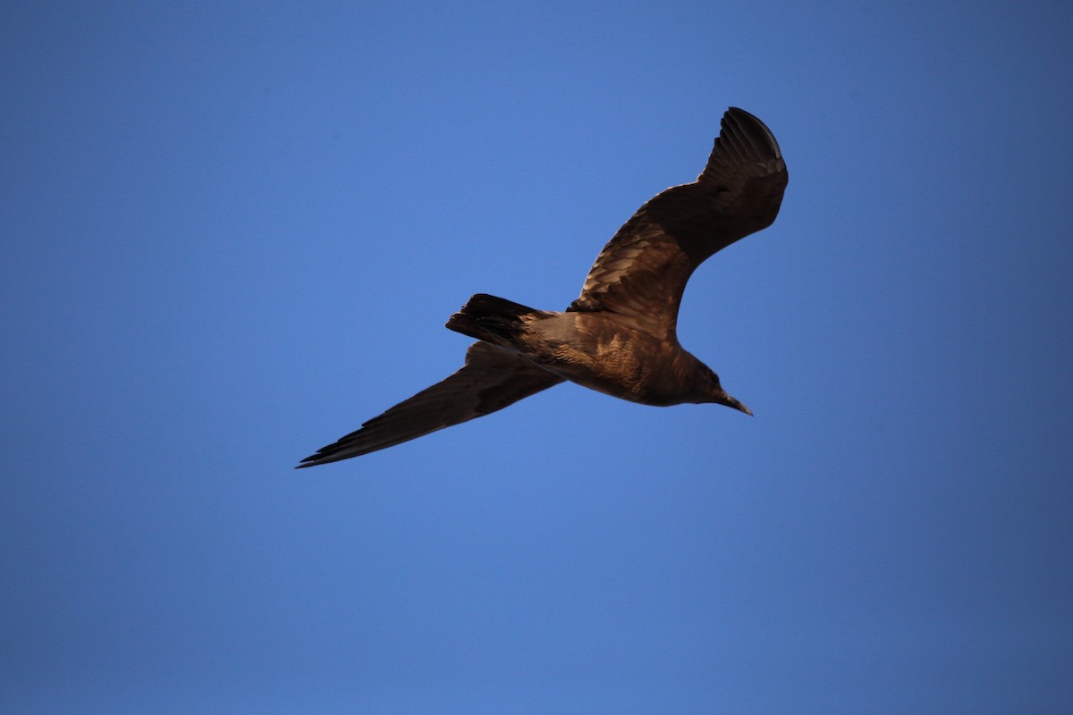 Gray Gull - ML628662934