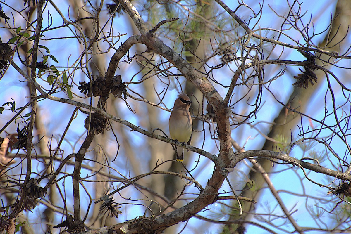 Cedar Waxwing - ML628662935