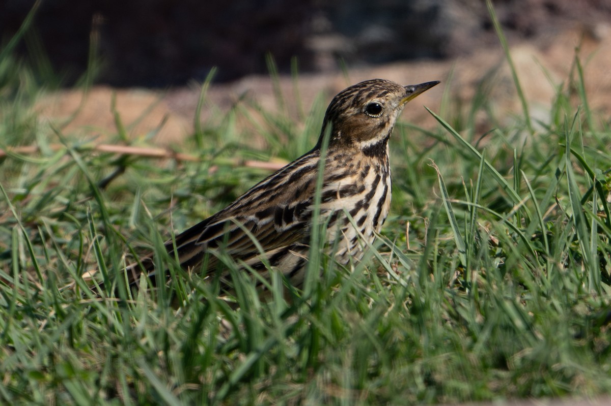 Red-throated Pipit - ML628663224