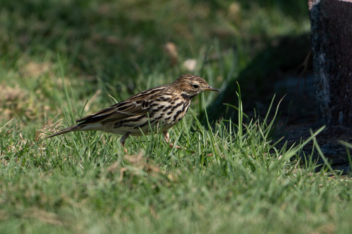 Red-throated Pipit - ML628663227