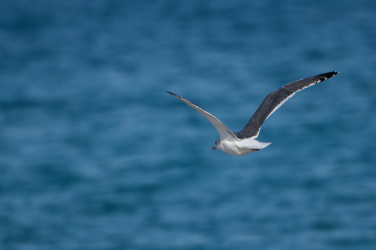 Lesser Black-backed Gull (Heuglin's) - ML628663238