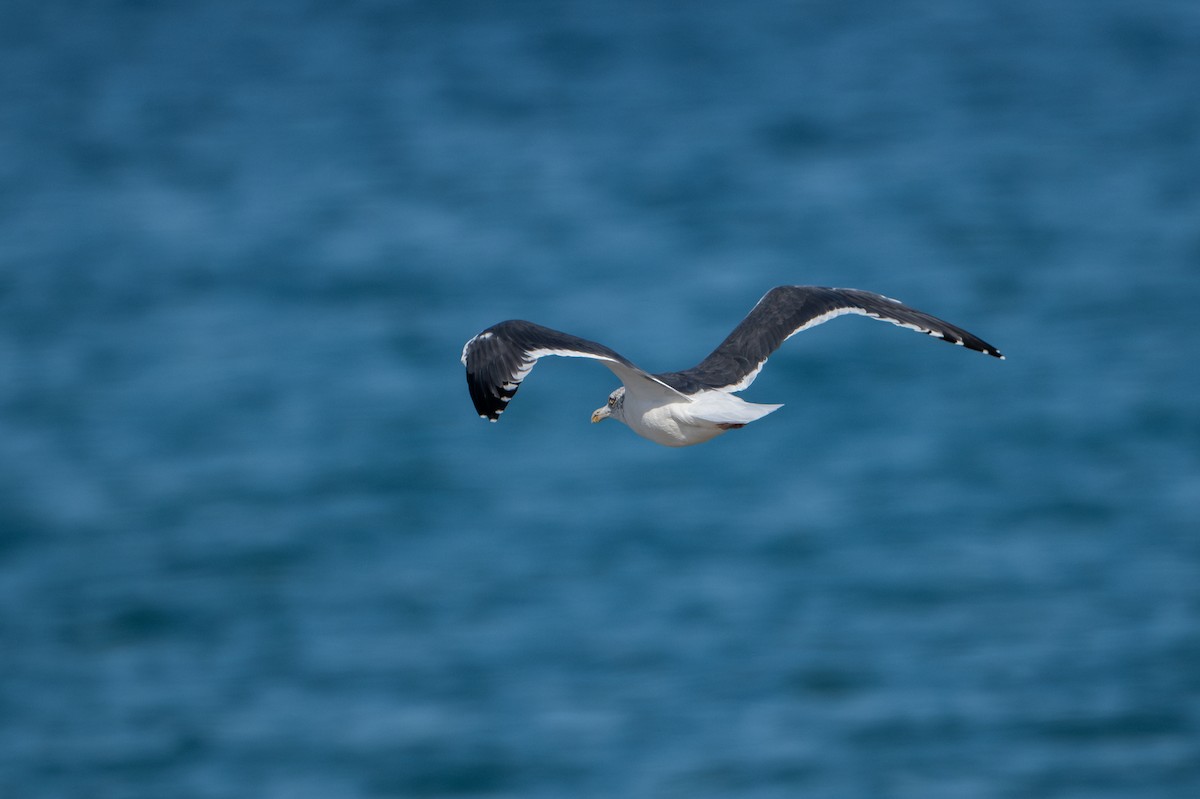 Lesser Black-backed Gull (Heuglin's) - ML628663239