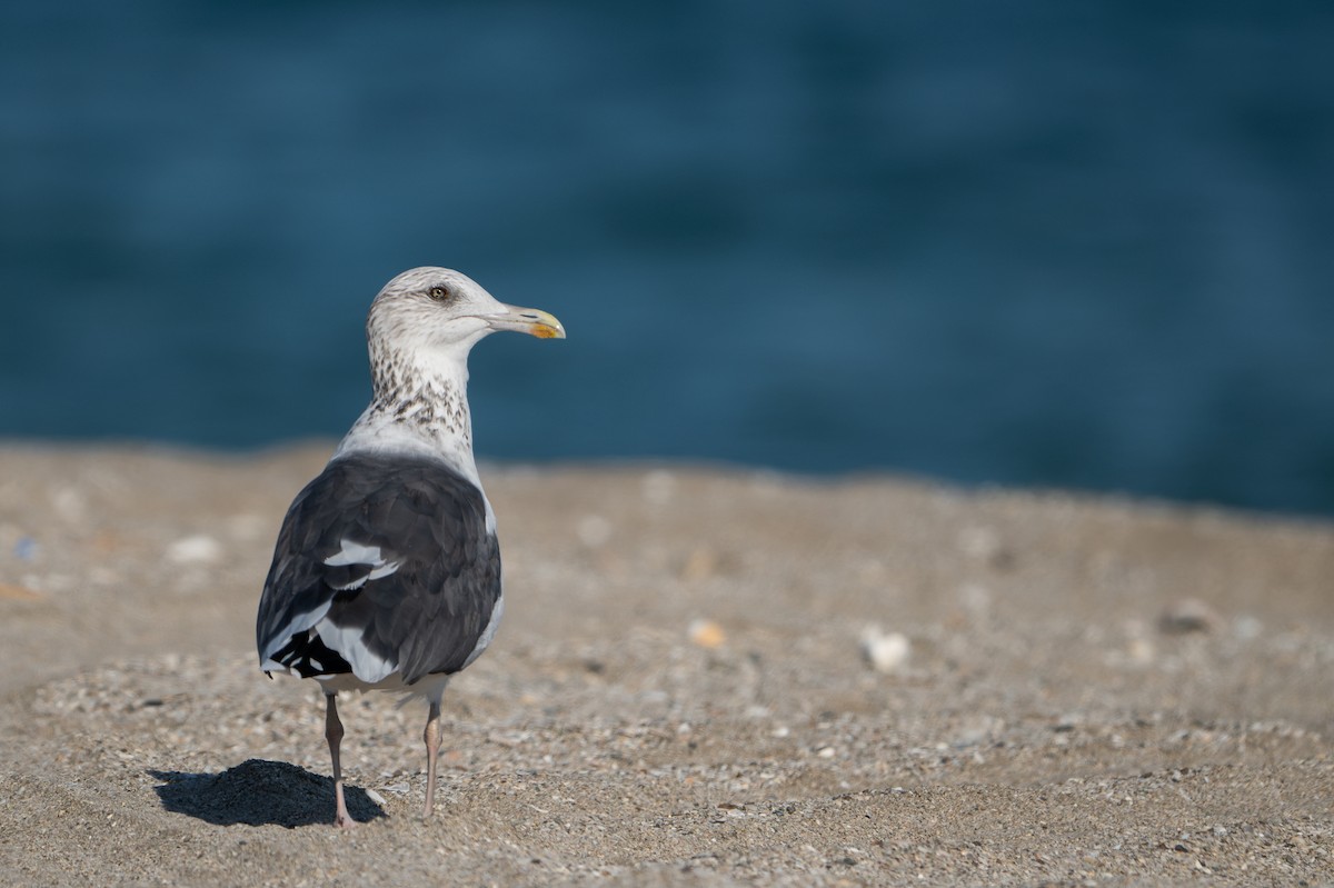 Lesser Black-backed Gull (Heuglin's) - ML628663240