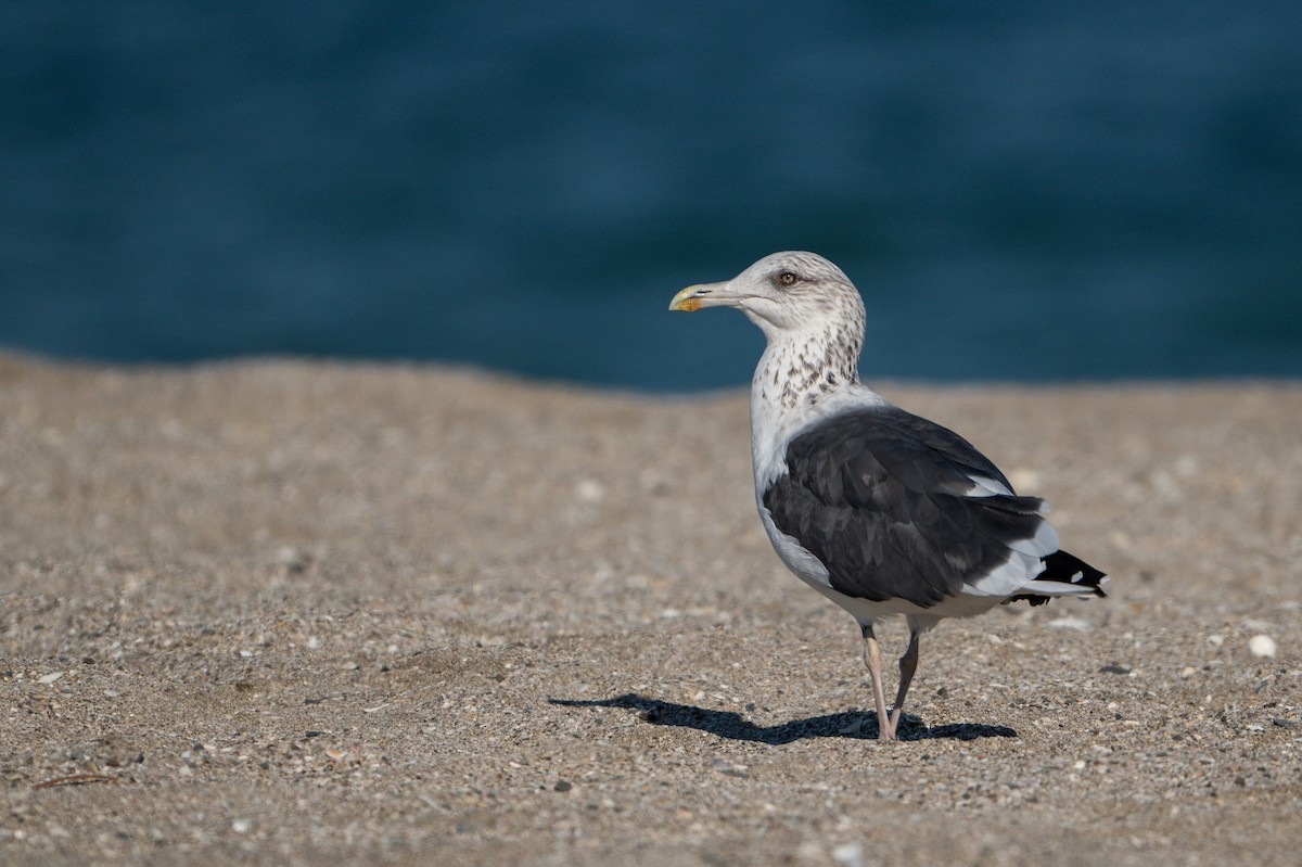 Lesser Black-backed Gull (Heuglin's) - ML628663241