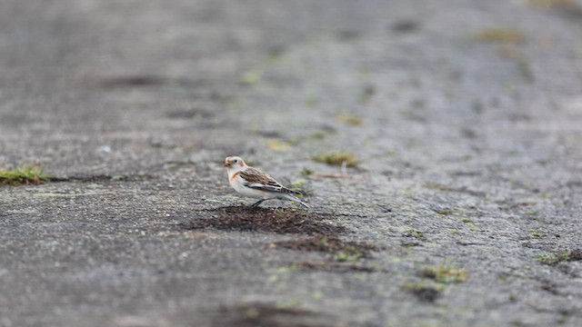Цасч хөмрөг - ML628663262