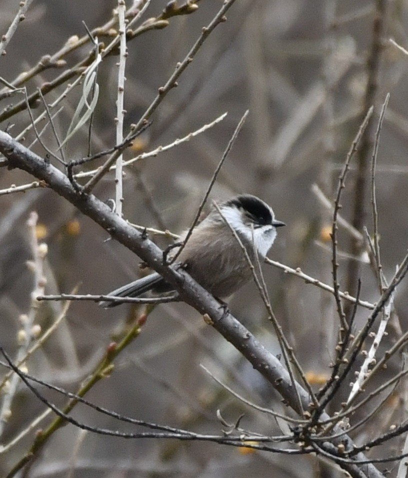 White-throated Tit - ML628663539