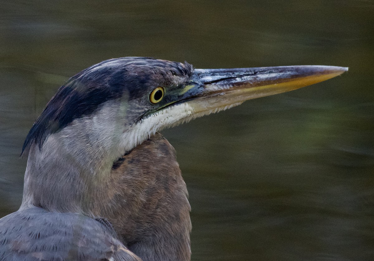 Great Blue Heron - ML628663606