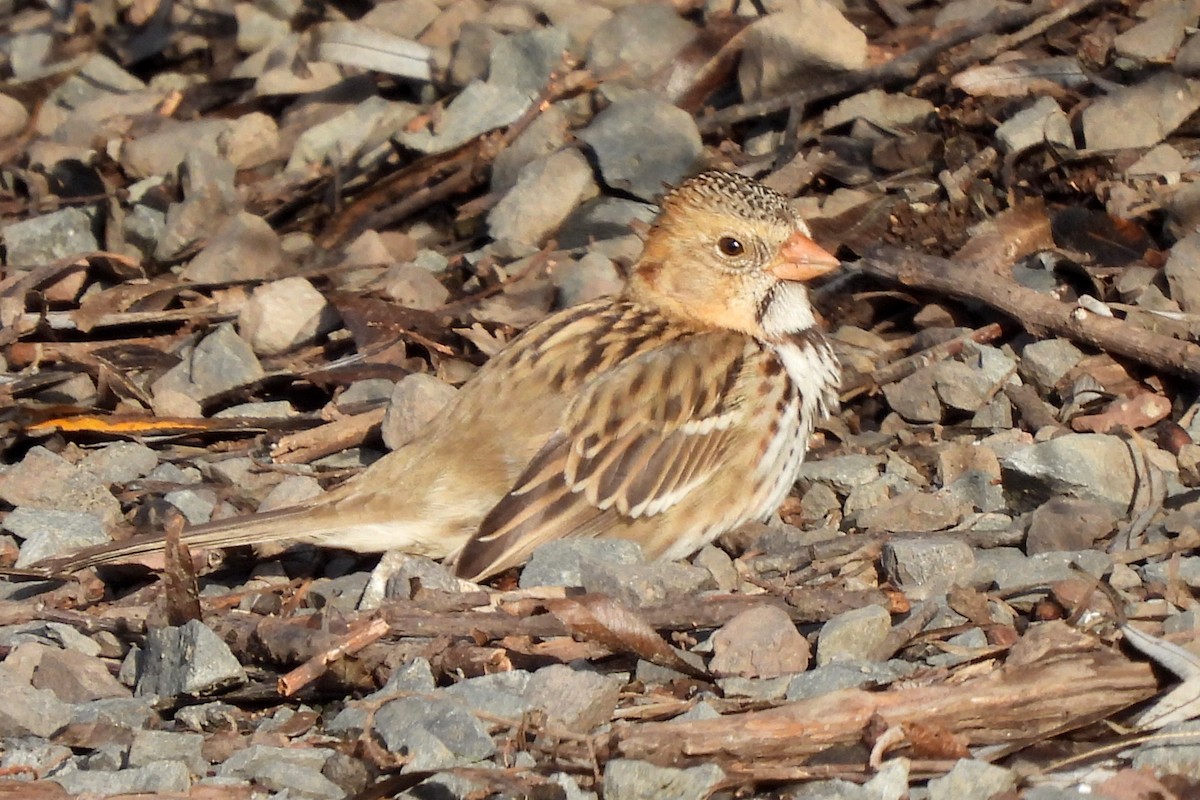 Harris's Sparrow - ML628663829