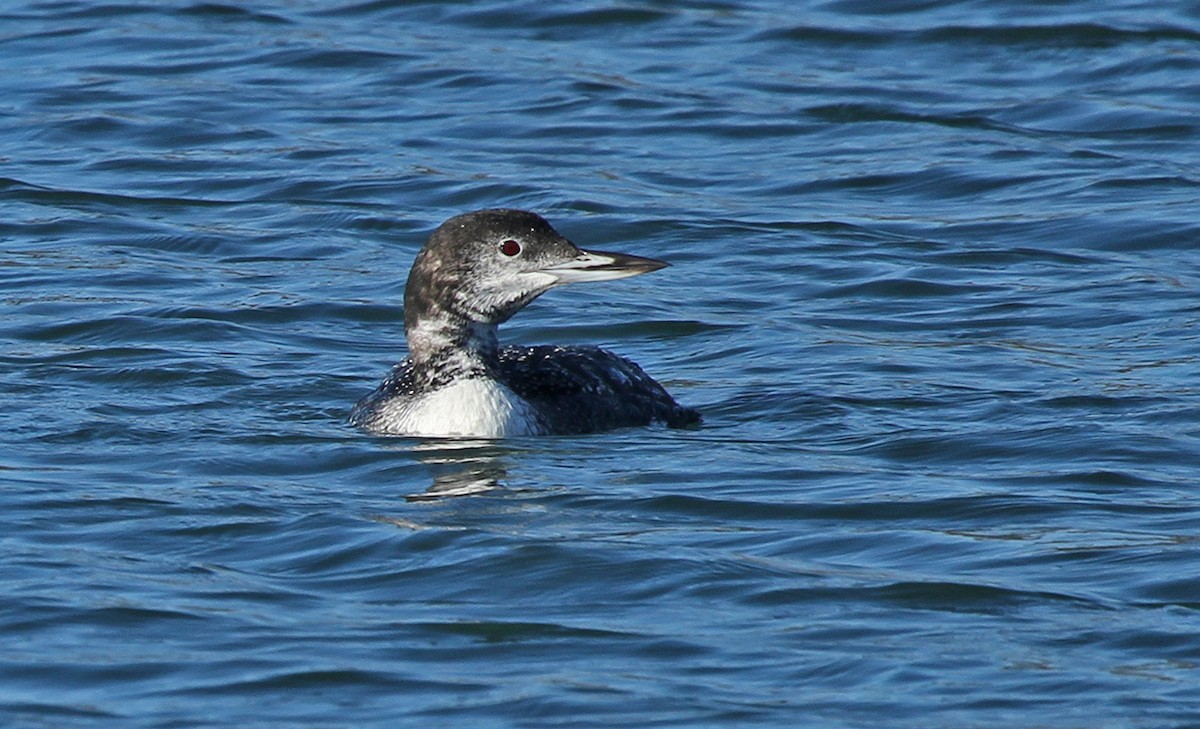 Common Loon - ML628664204