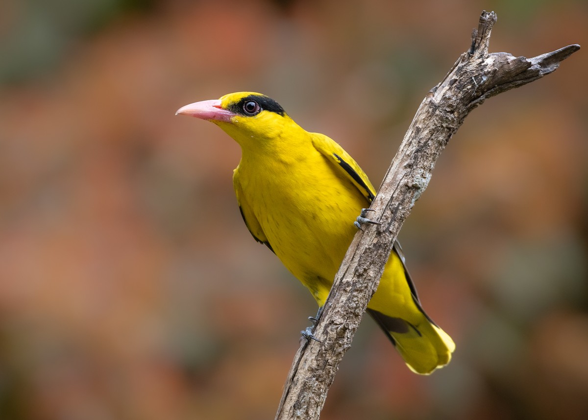 žluva černošíjná - ML628664361