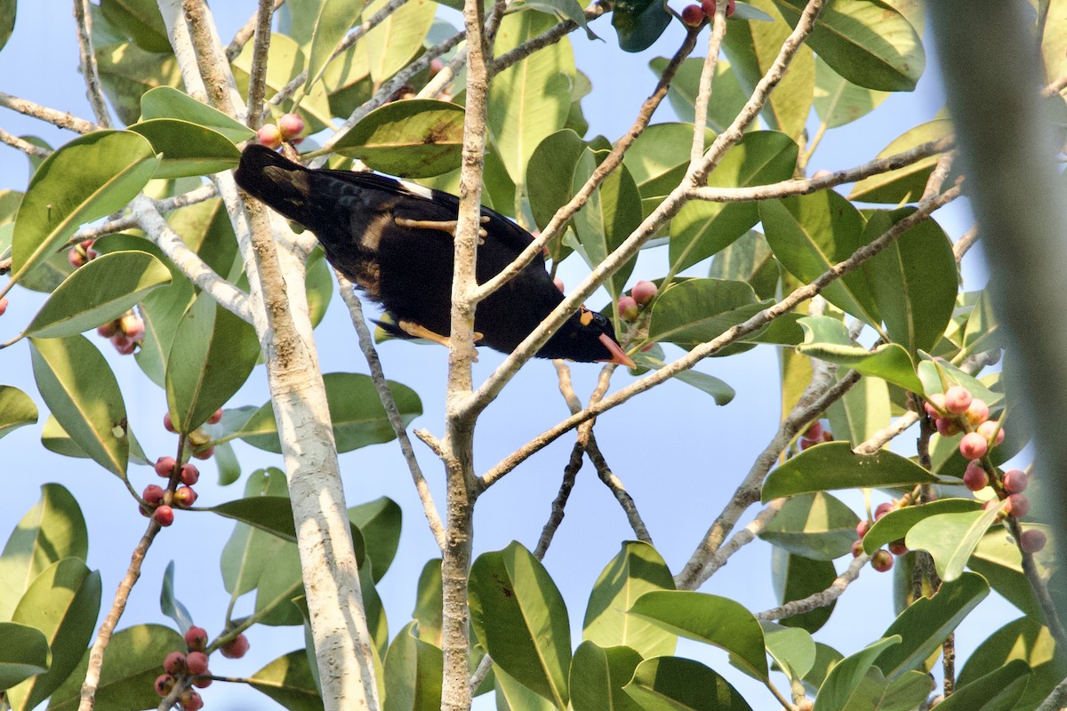 Common Hill Myna - ML628664372