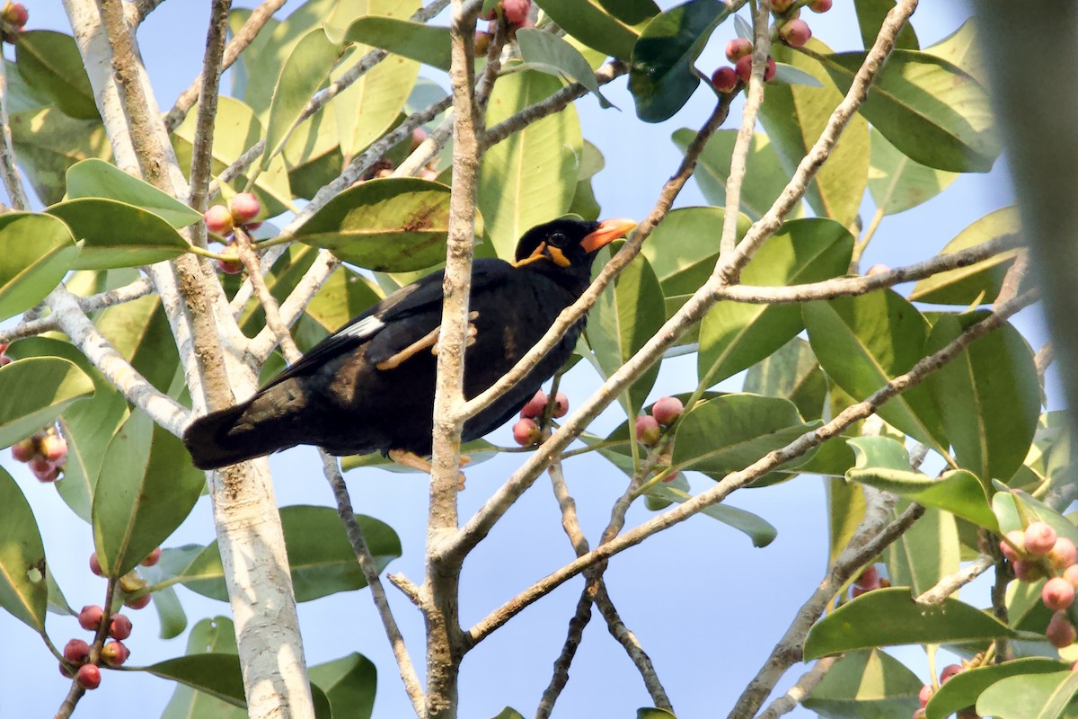 Common Hill Myna - ML628664373