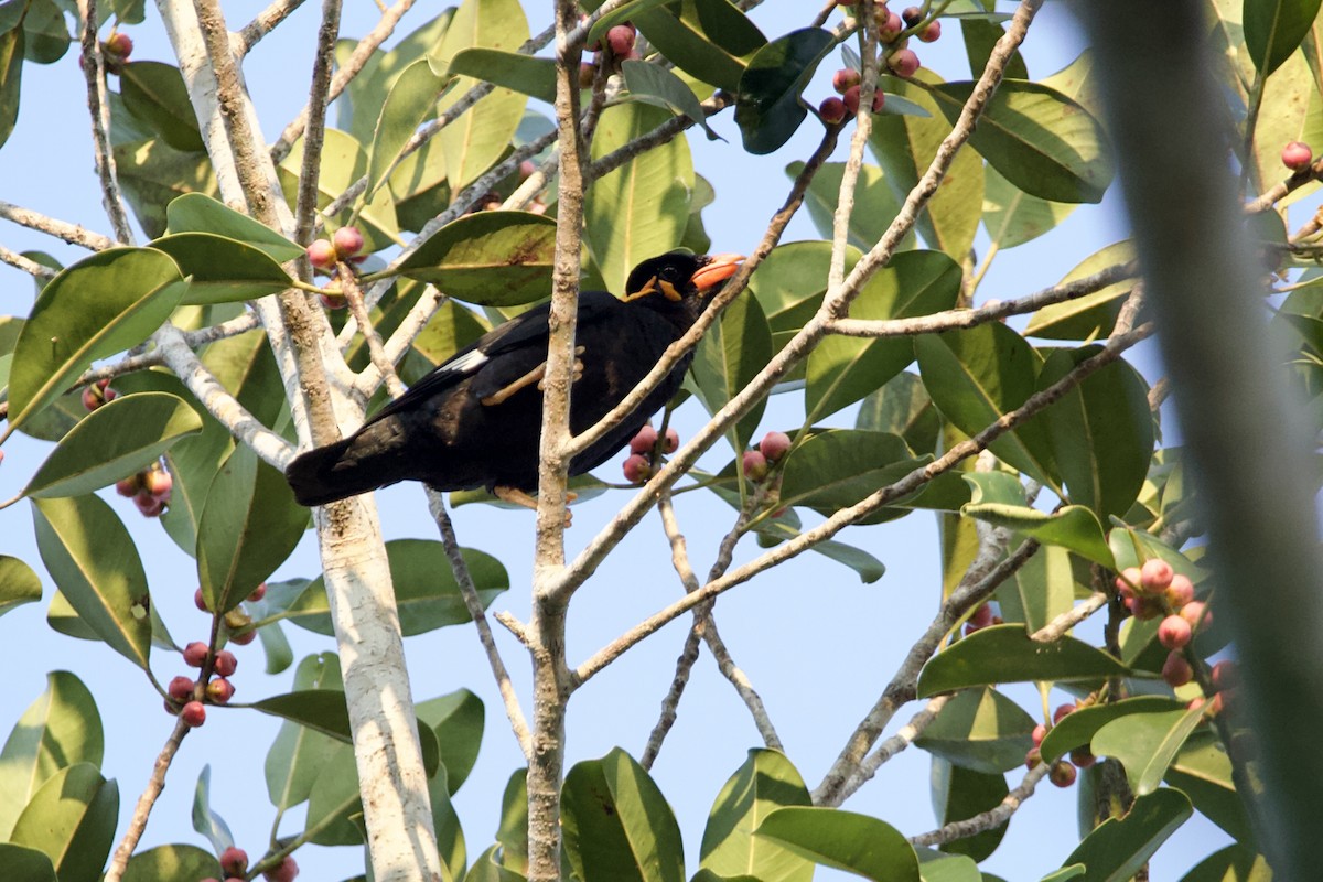 Common Hill Myna - ML628664374