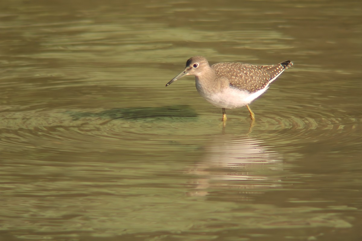 Solitary Sandpiper - ML628664411