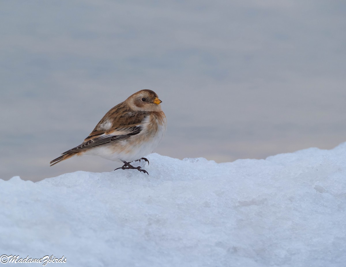 Цасч хөмрөг - ML628664413