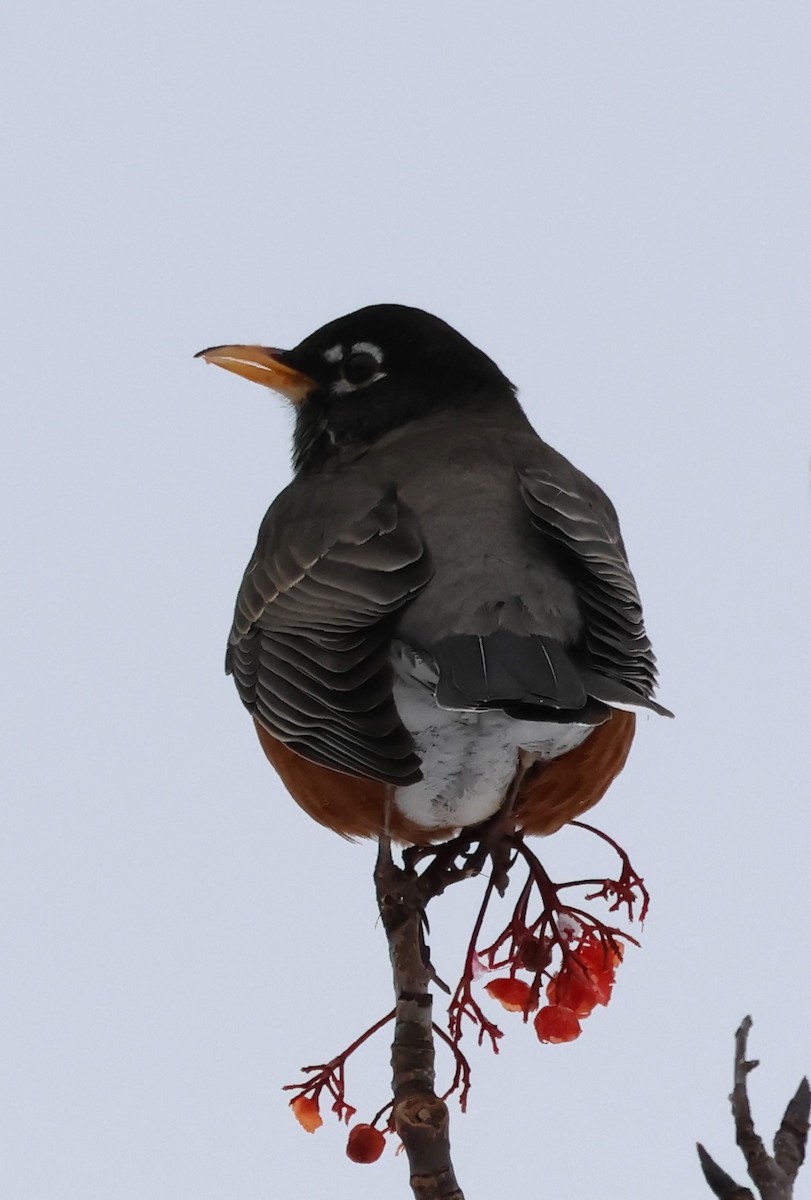 American Robin - ML628664642