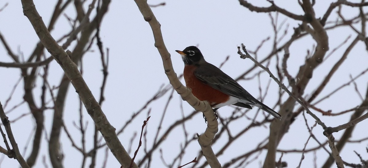 American Robin - ML628664643