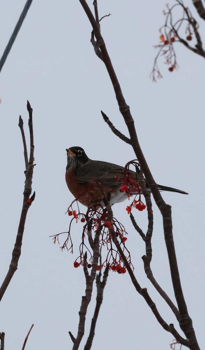 American Robin - ML628664644