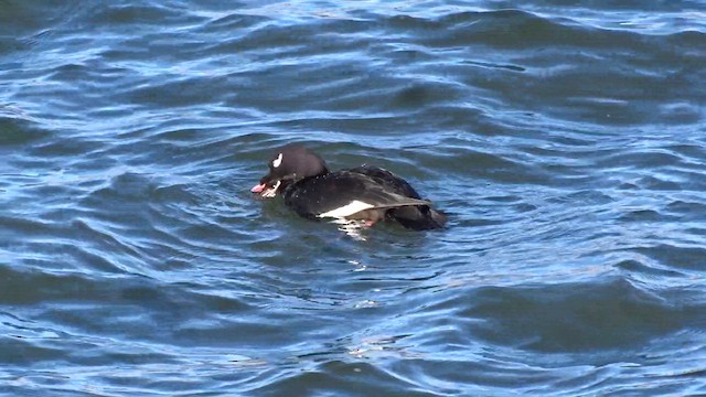 White-winged Scoter - ML628664938