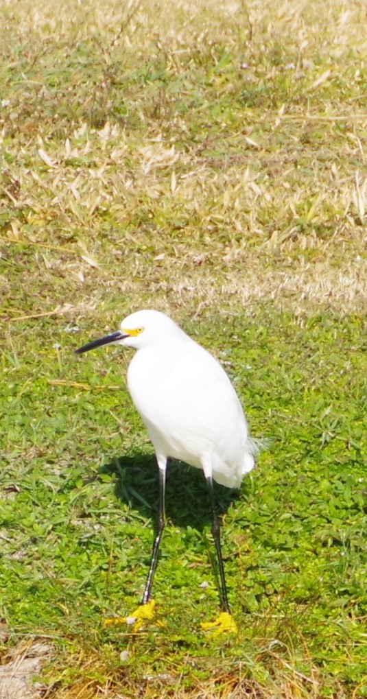 Snowy Egret - ML628665076