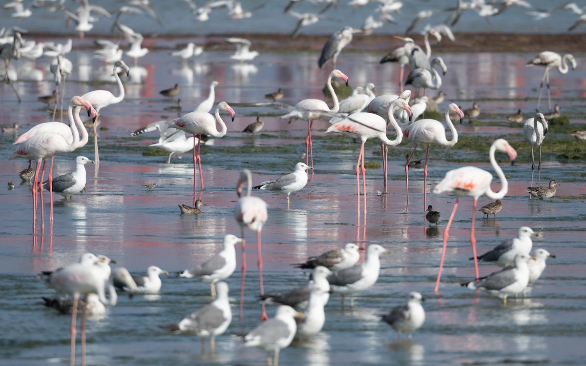Greater Flamingo - ML628665157