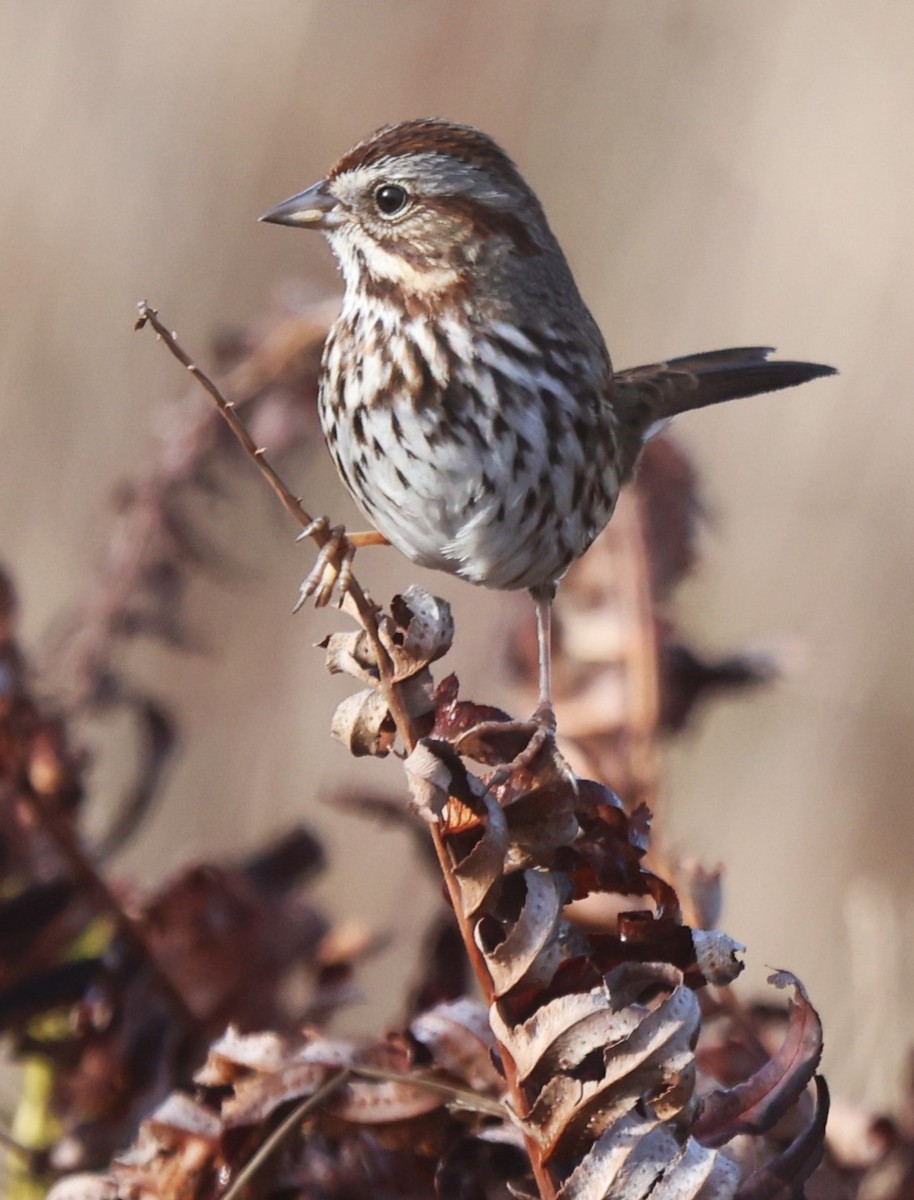 Song Sparrow - ML628665305