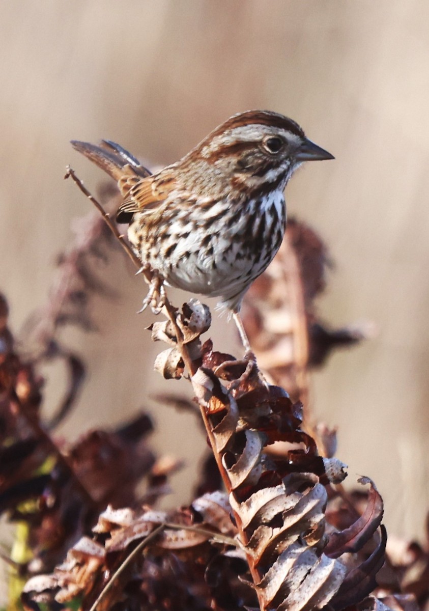 Song Sparrow - ML628665307