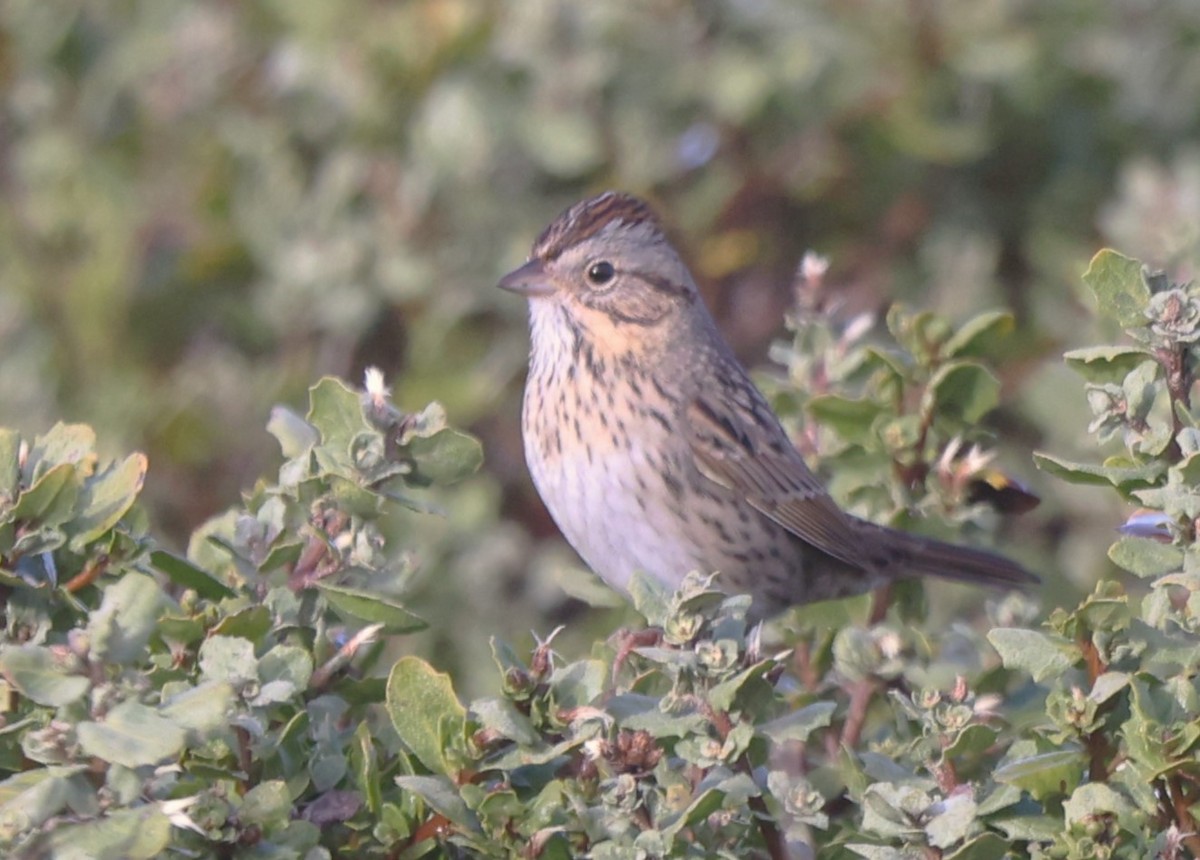 Lincoln's Sparrow - ML628665308