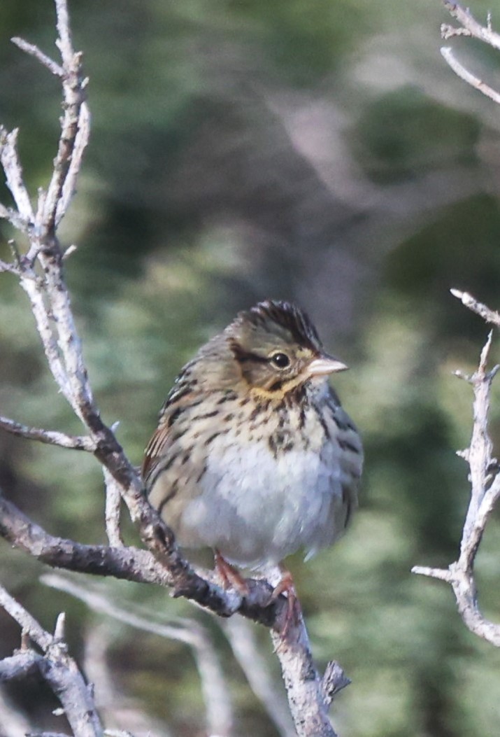 Lincoln's Sparrow - ML628665315