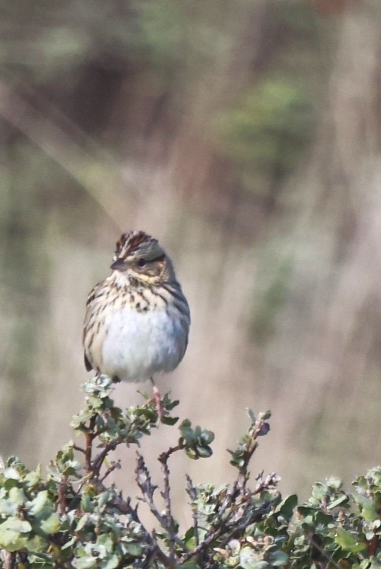 Lincoln's Sparrow - ML628665332