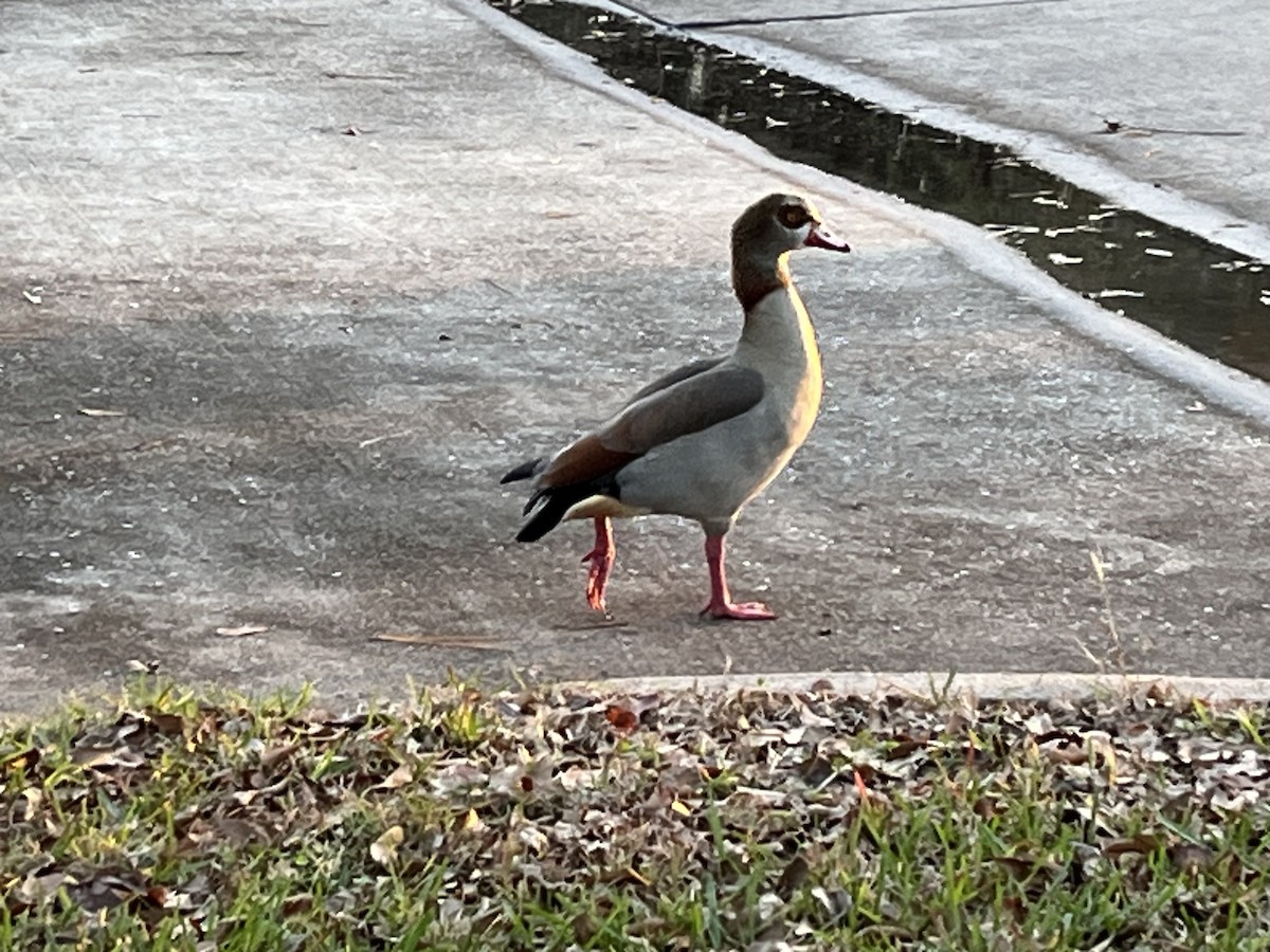 Egyptian Goose - ML628665783