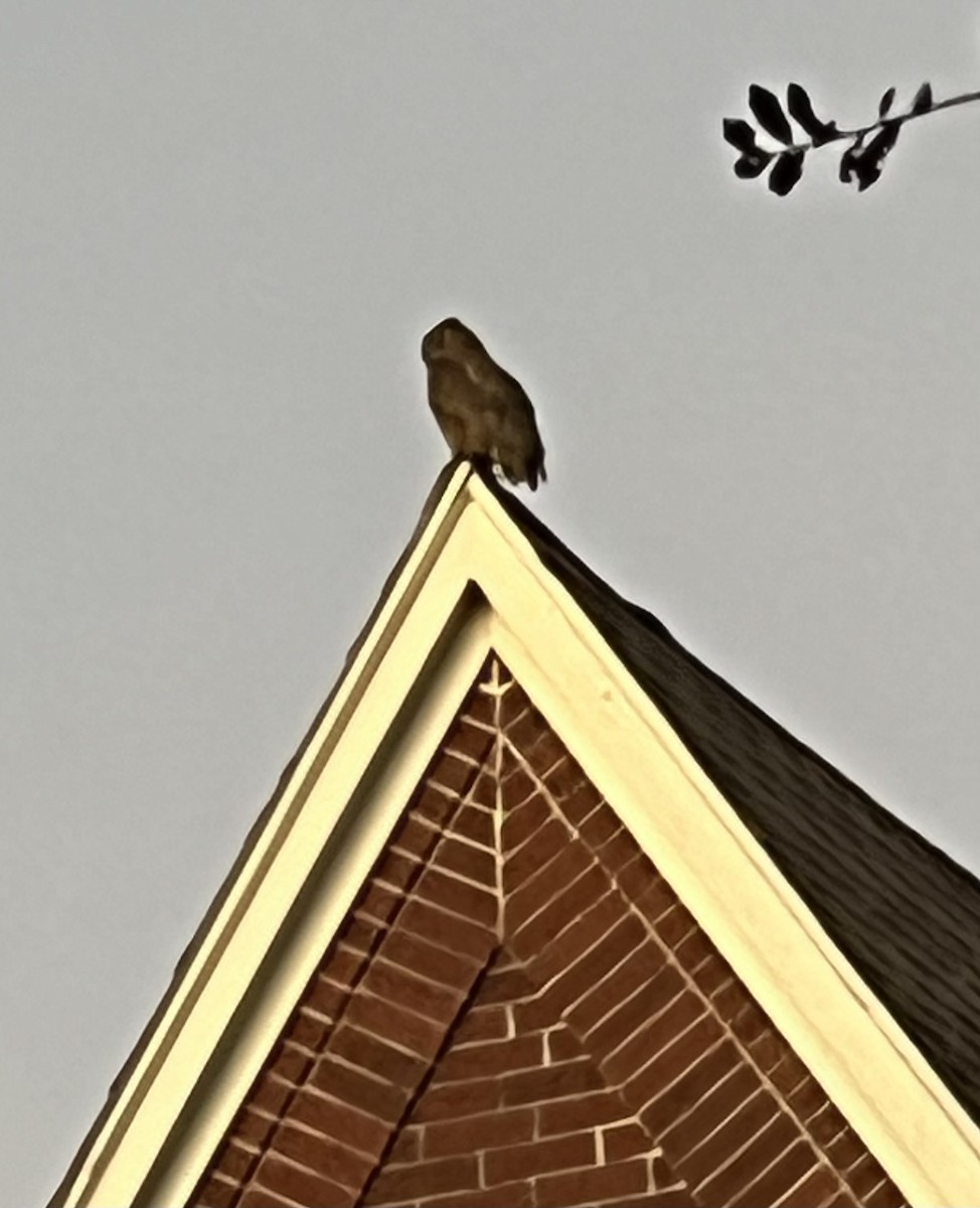 Great Horned Owl - ML628665853