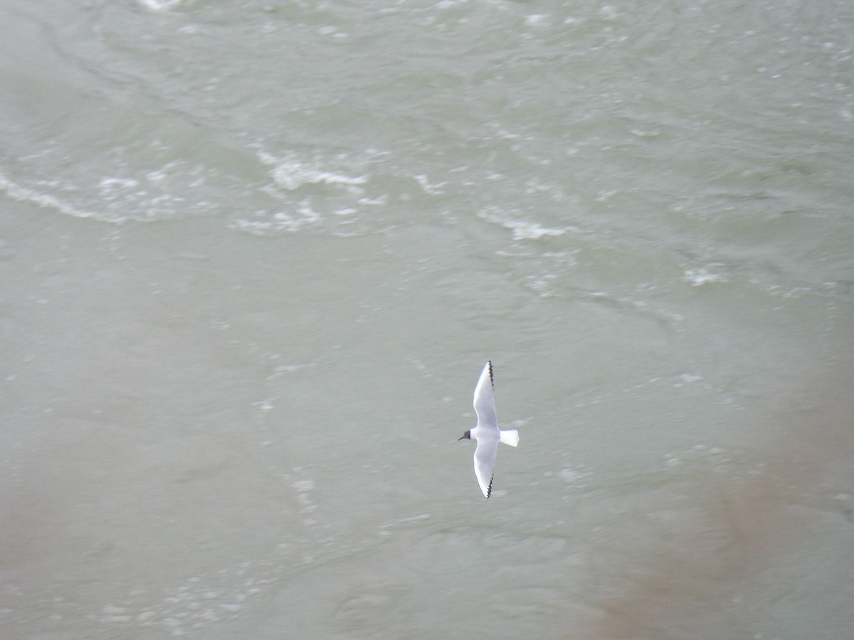 Bonaparte's Gull - ML628665947