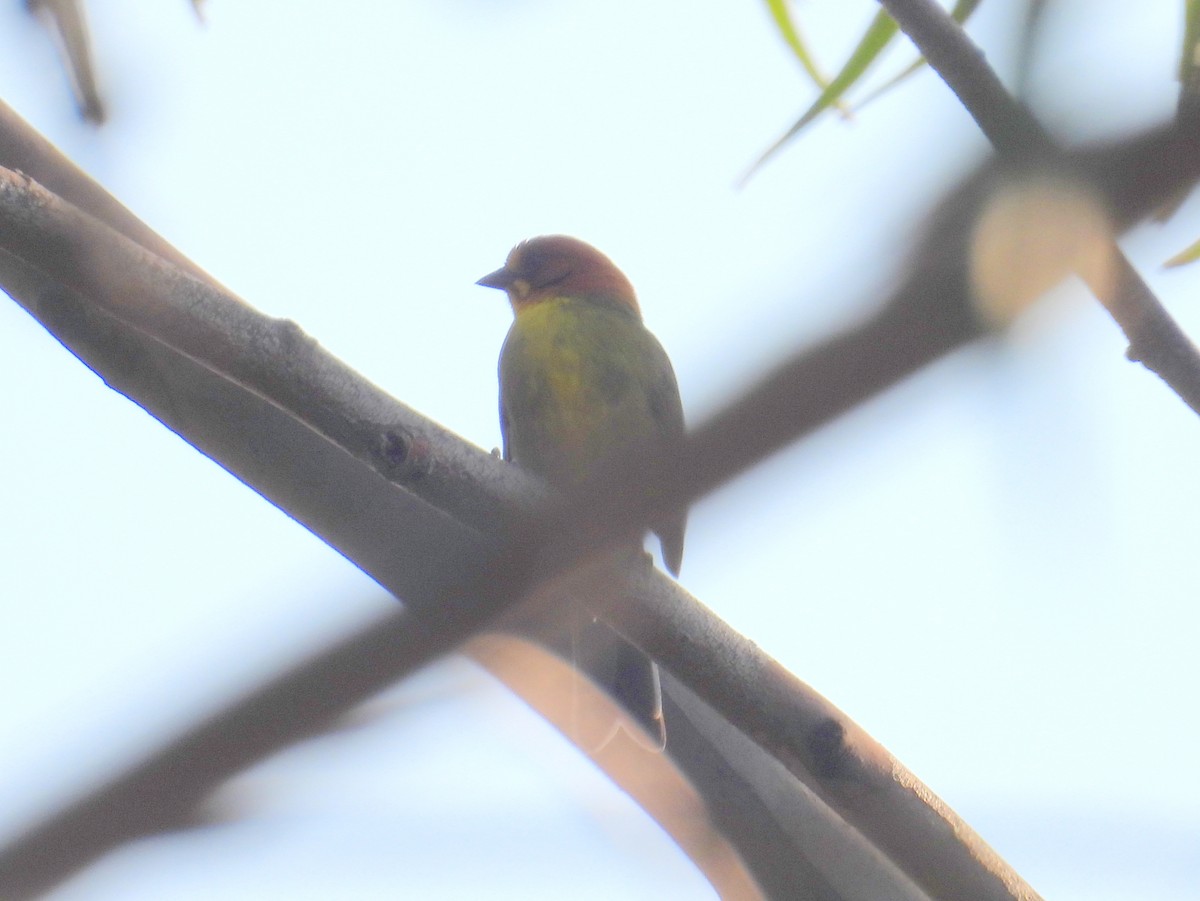 Fulvous-headed Brushfinch - ML628666059