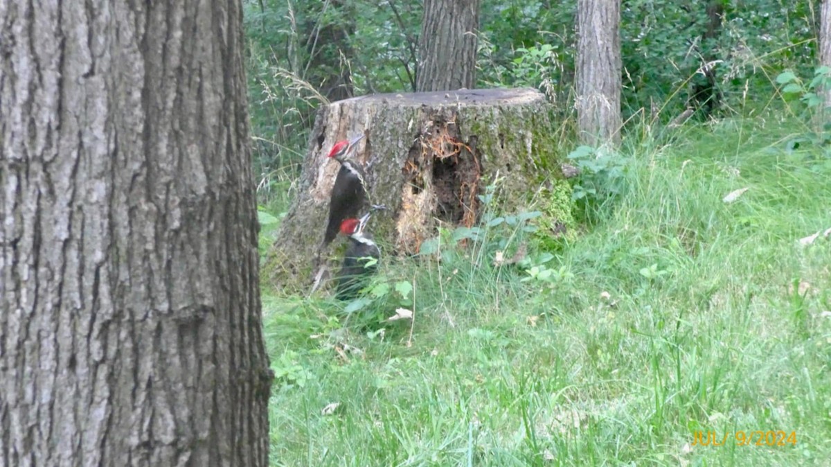 Pileated Woodpecker - ML628666119