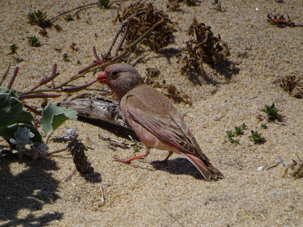 Trumpeter Finch - ML628666173
