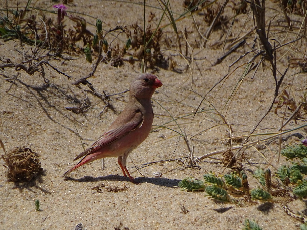 Trumpeter Finch - ML628666201
