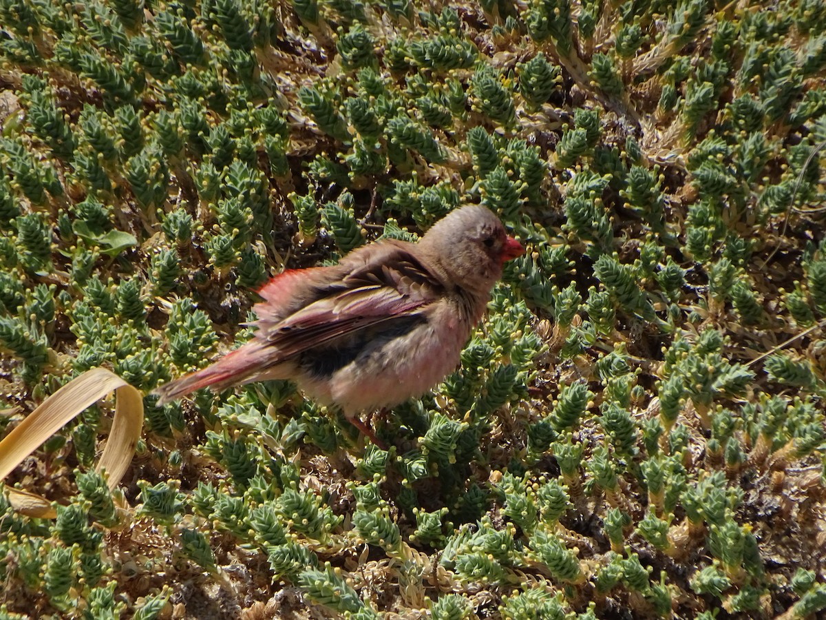 Trumpeter Finch - ML628666202