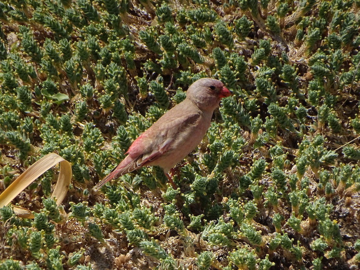 Trumpeter Finch - ML628666203