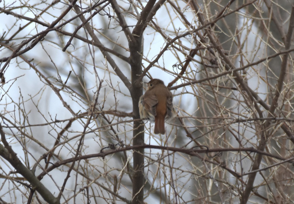 Hermit Thrush - ML628666276