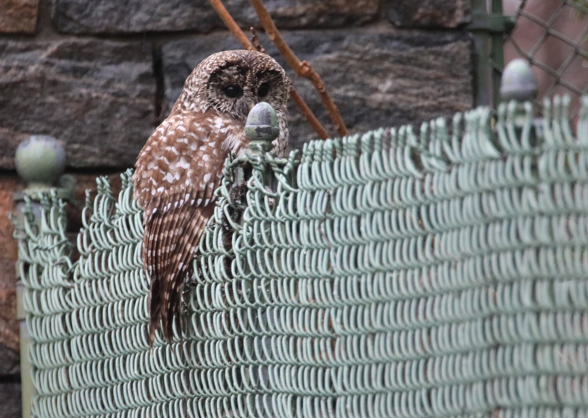 Barred Owl - ML628666365