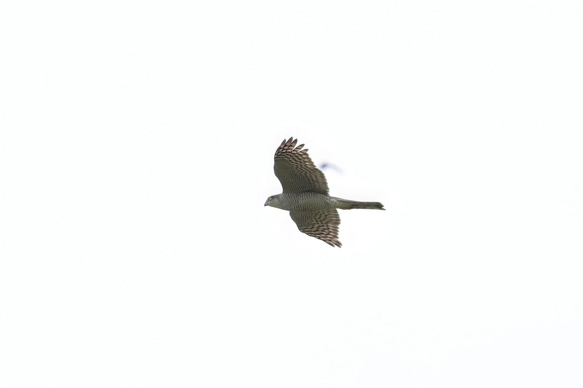 נץ מצוי - ML628666399