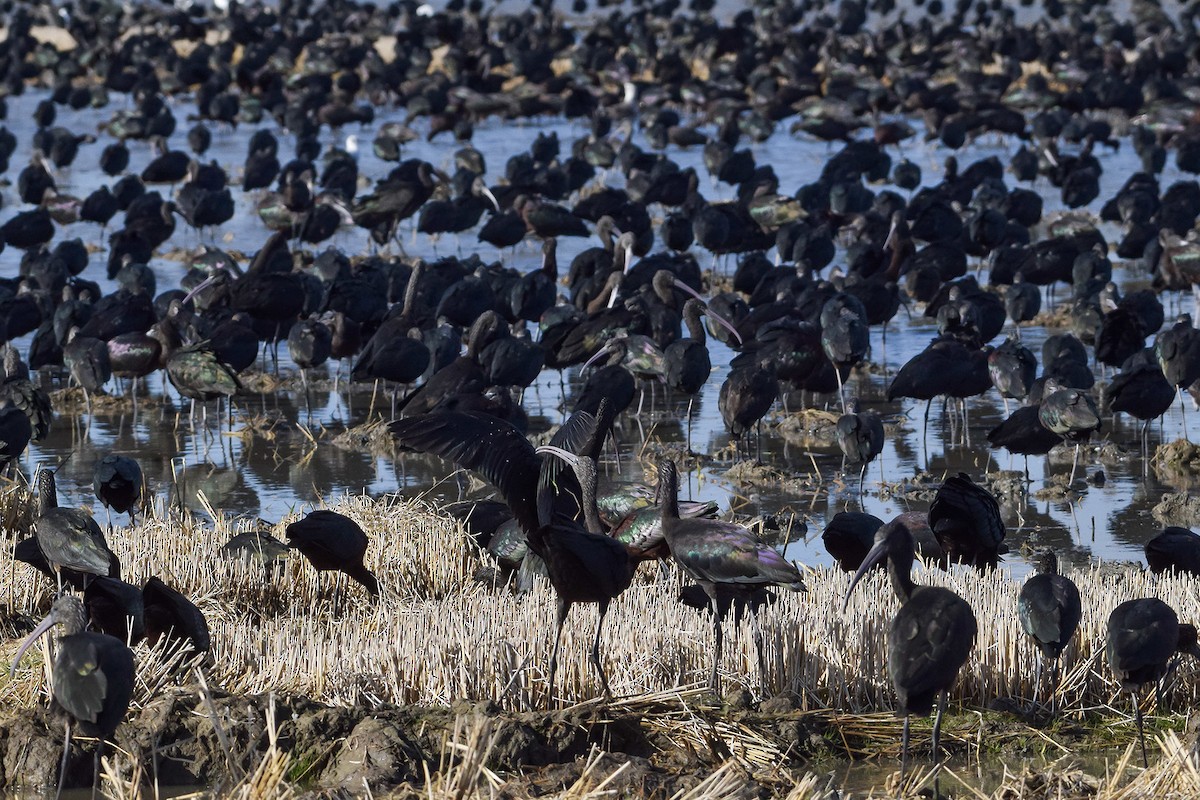 Glossy Ibis - ML628666623